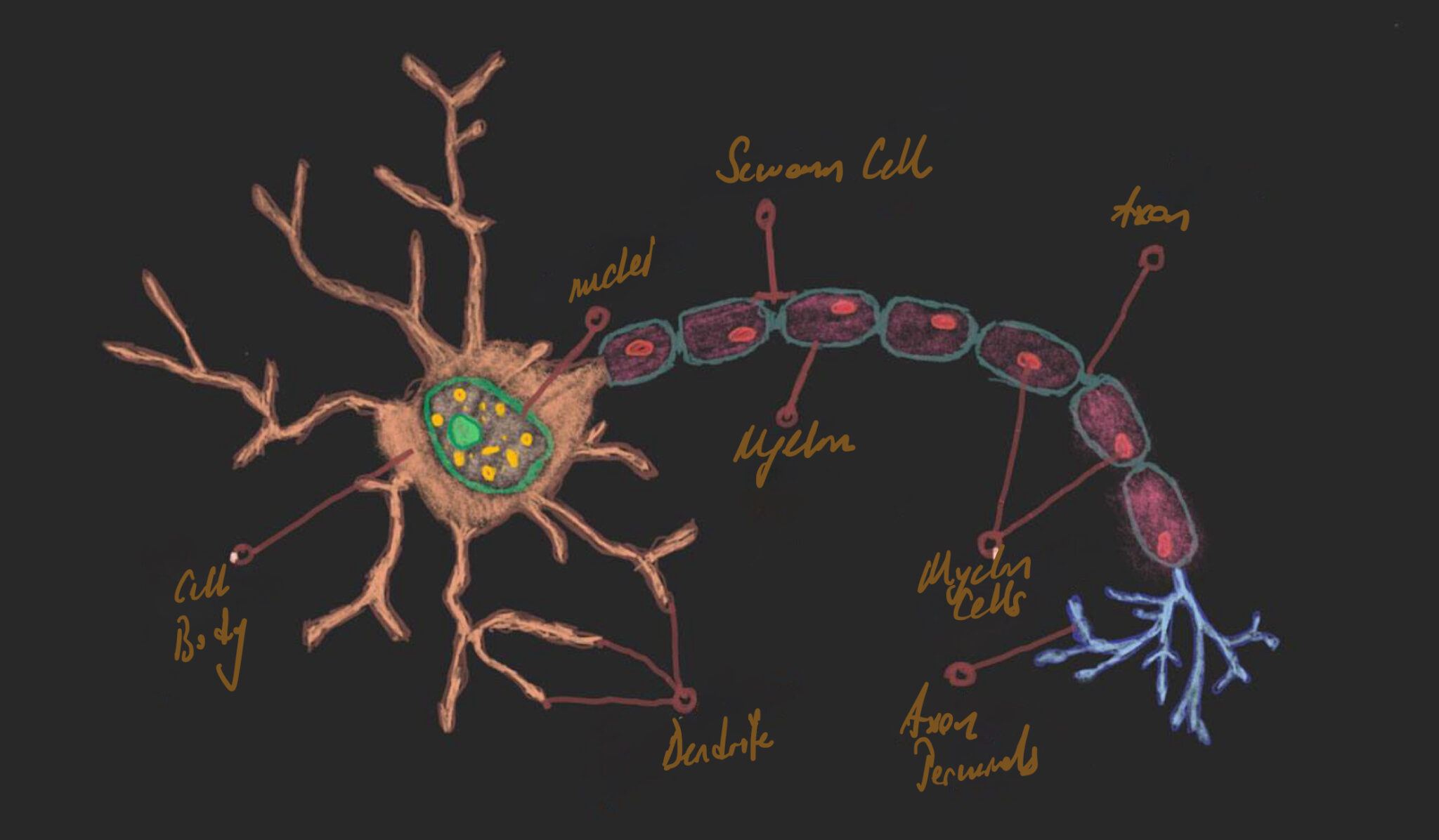 neurons